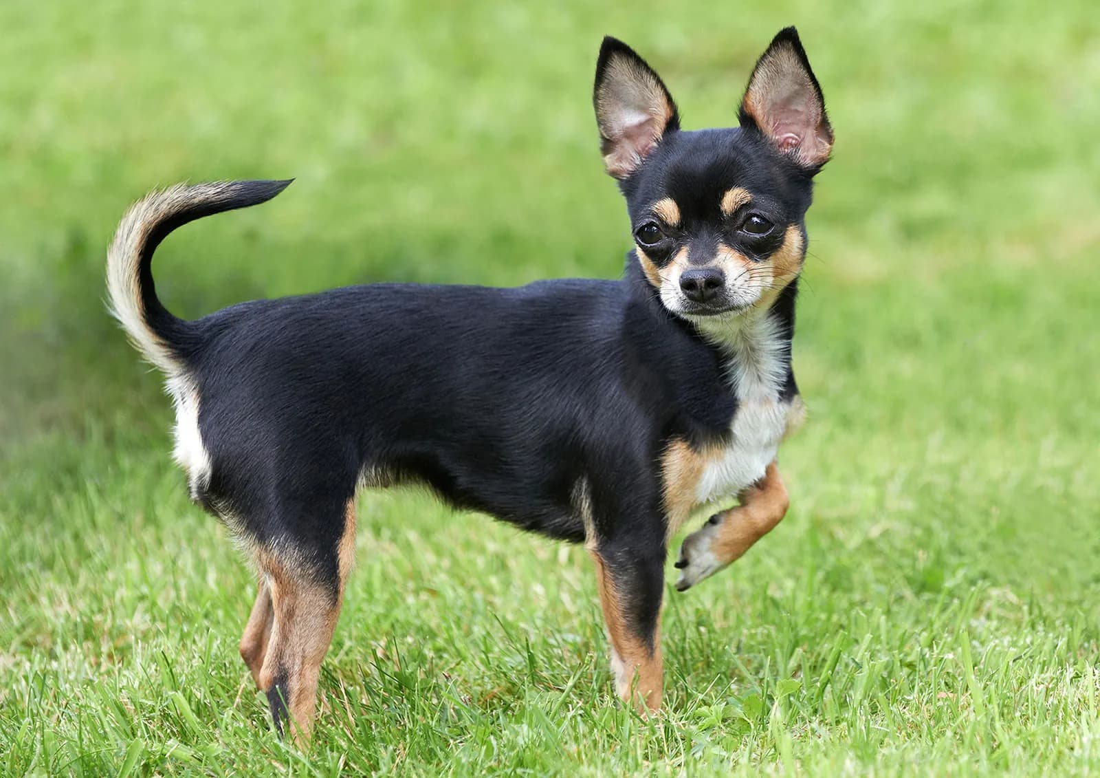 Cute Chihuahua Dog