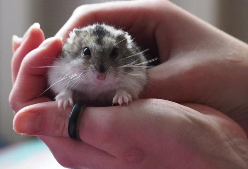 Calm Hamster