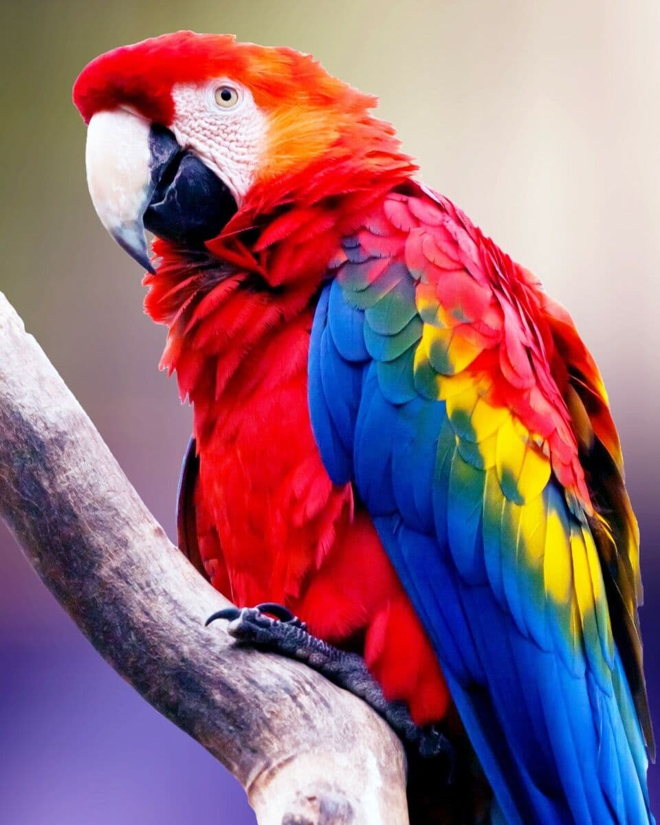 Friendly Parrot