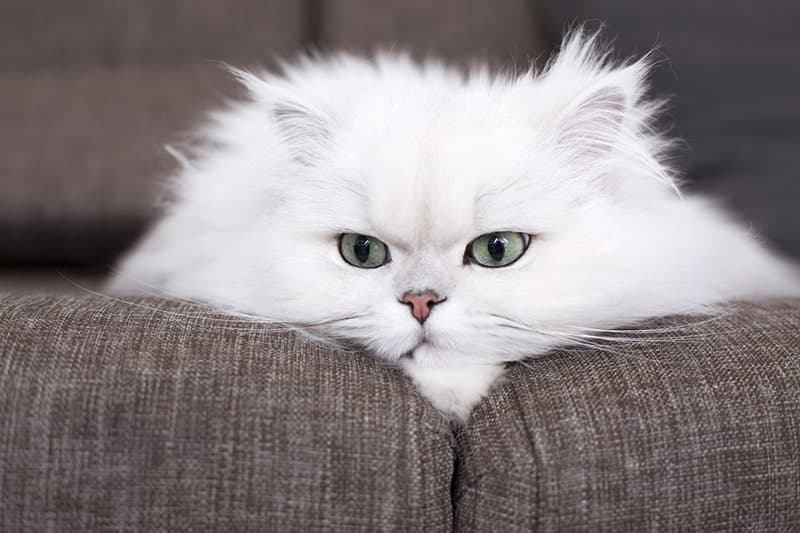 Adorable Persian Cat