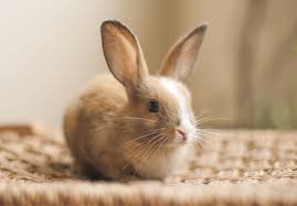 Lovely Rabbit